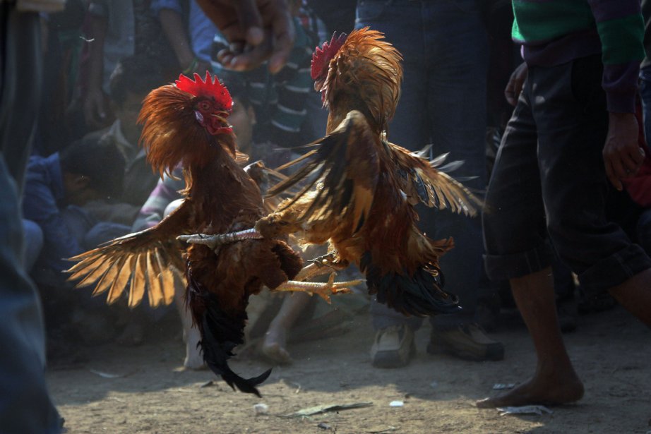 Combat de coq